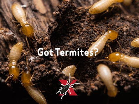 I pay $30 every 3 months and that includes bugs as well as mice and includes treating the inside, outside, and attic of the house. Termites Role In The Ecosystem - Termites Info