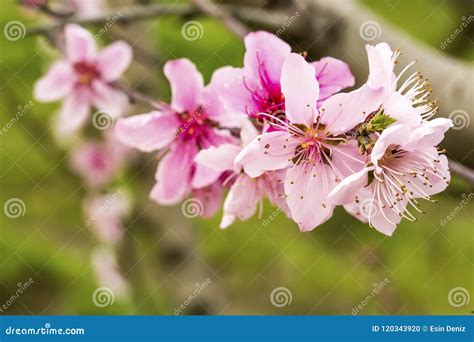 Peach Tree Blossom Flower Spring Season Stock Photo Image Of Pink