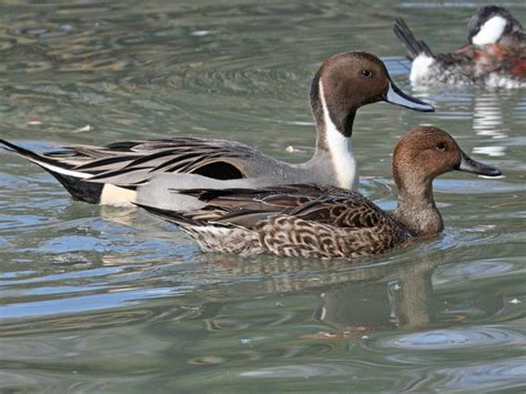 Filepintail Northern 04 Wikimedia Commons