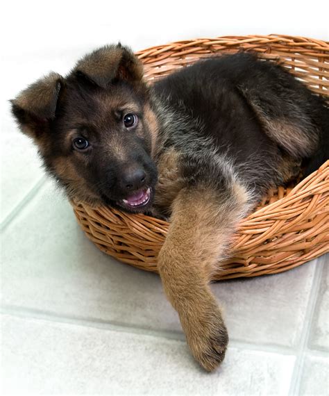 German Shepherds Puppies Behavior Characteristics To Watch Out For