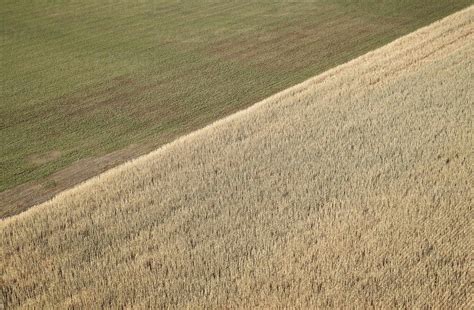 Aerial View Of Edge Of Wheat Field Stock Photo
