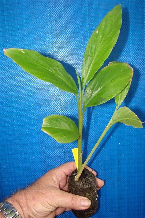 Your red ginger plant stock images are ready. Polynesian Produce Stand : ~RED GINGER~ ALPINIA PURPURATA ...
