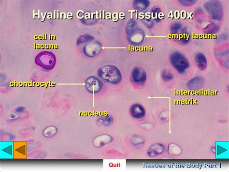 Hyaline Cartilage Under Microscope 400x Micropedia