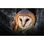 15 Pictures  Owls