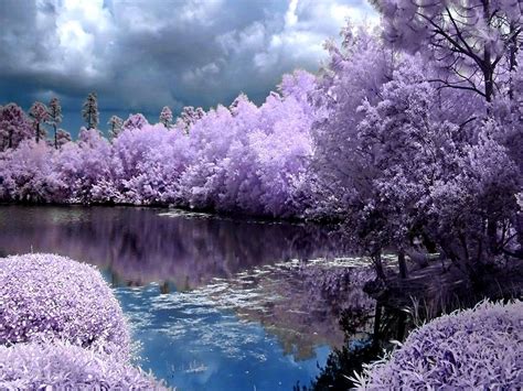 Spring Screensavers Backgrounds Purple Spring New Desktop