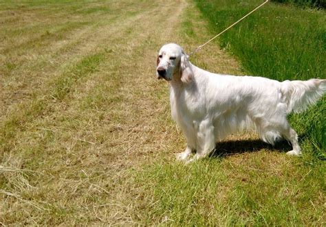 The english setter is exuberant and sociable, requiring frequent human companionship. Puppies for Sale-English Setter in 2020 | English setter ...