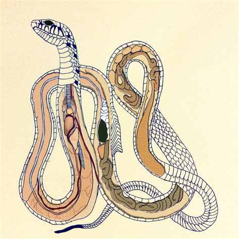 Snake Anatomy Medical Illustration Study By Tessa Mcdonnell