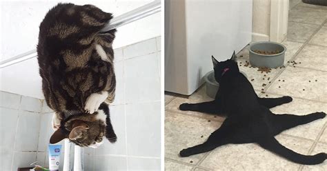 23 Funny Pictures Of Cats Acting Weird Top13