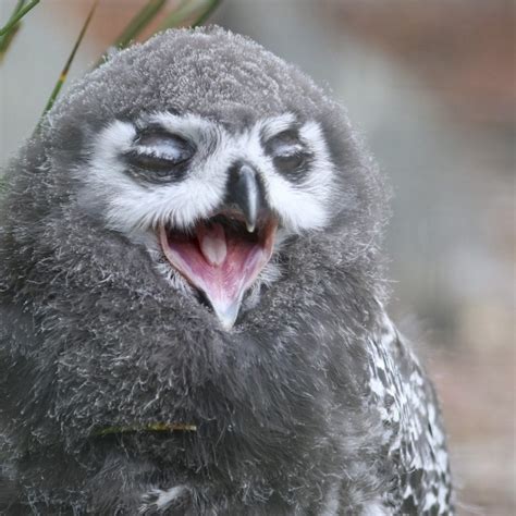 Adorable Sleepy Owl Caught Yawning As It Was Rudely Awakened Real Fix