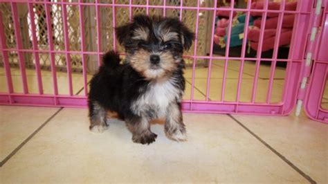 Puppies For Sale Local Breeders Affectionate Hypoallergenic Teacup