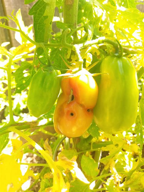 Pesticides have proven to be a long time solution to most pests ravaging our farmland. Pesticide free 100% organic home grown tomato. : Wellthatsucks