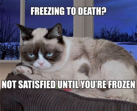 Frozen Grumpy Grumpy Cat Cat Lovers Funny Cats