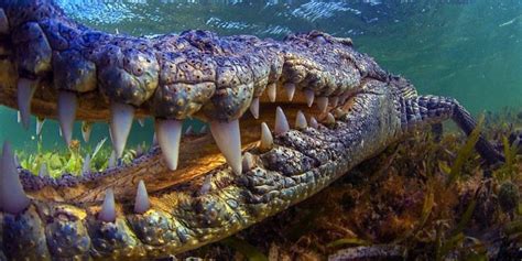Largest Crocodiles And Alligators Top 10