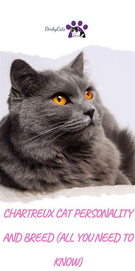 Chartreux Cat Personality And Breed All You Need To Know Dorkycats