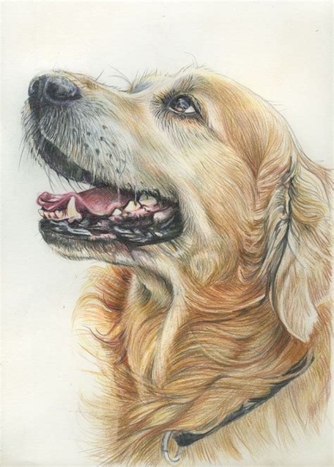 Coloured pencil drawing of a hare. Beautiful Mylo, colored pencil on paper #goldenretriever # ...