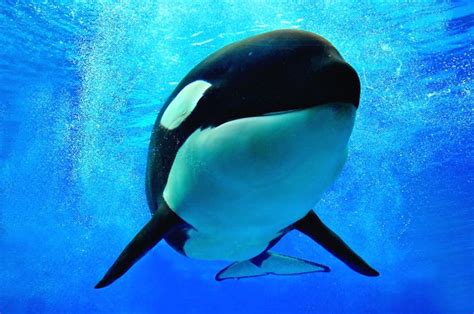 China Moves To Open First Captive Orca Breeding Facility But Activists Are Pushing Back With