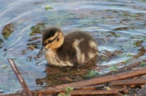 Use a knife to finely chop the fruit and vegetables before you give them to the ducklings. Wild baby ducks! | HubPages