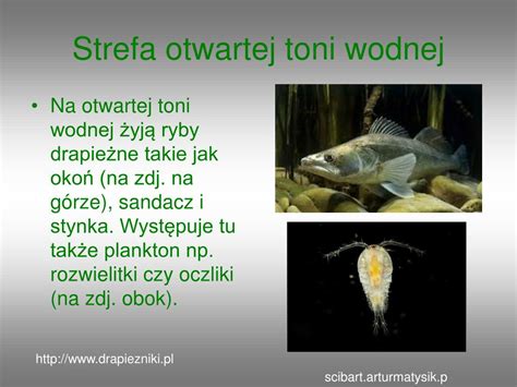 W Jakiej Strefie żyje Okoń - PPT - Życie w Jeziorze PowerPoint Presentation, free download - ID:4483064