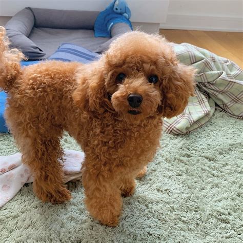 Poodle Toy Poodle Puppies For Sale Dogs For Sale Price