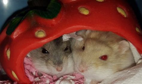 Dwarf hamsters include many species and each will exhibit certain characteristics that make them unique. What are the friendliest hamsters? Why are they that way ...