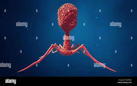 Bacteriophage Artwork Hi Res Stock Photography And Images Alamy