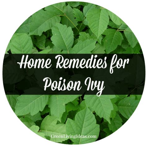 Home Remedies For Poison Ivy How To Avoid It