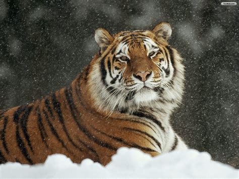Snow Tiger Wallpaper Wallpapersafari