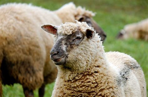 图片素材 野生动物 牧场 哺乳动物 农业 羊毛 动物群 羊群 脊椎动物 牛山羊家庭 1920x1264