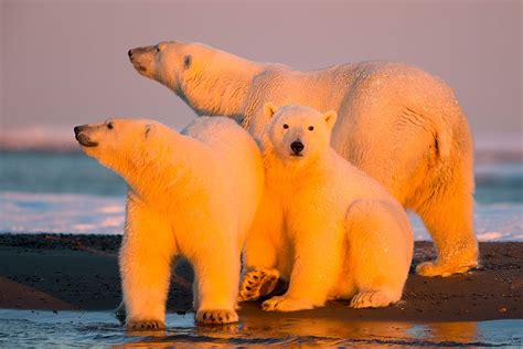 Arctic National Wildlife Refuge The Animals At Risk From Alaska Oil