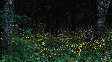 Lisas World Fireflies
