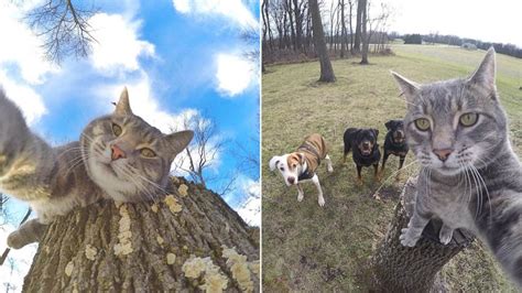Manny The Selfie Cat Takes Impressive Photos Of Himself