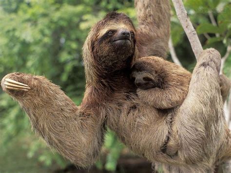 Pygmy Three Toed Sloth Three Toed Sloths Pictures Of Sloths Three