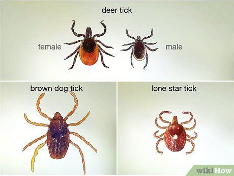 How To Identify A Deer Tick The Truth