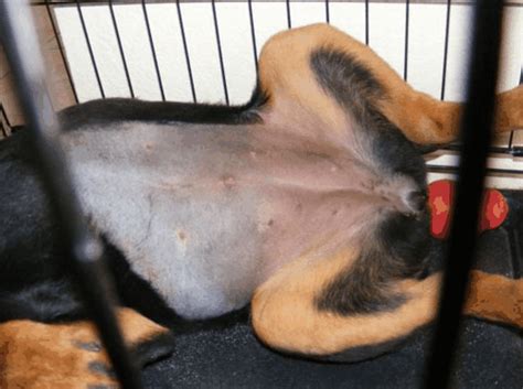 Zobacz wybrane przez nas produkty dla hasła „male female dog cat: How to Tell If Your Female Dog Has Been Spayed or Fixed ...