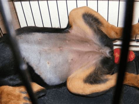 Typical signs of multicentric or general lymphoma, the most common form of this type of cancer beginning in the lymph nodes, include the following: How to Tell if a Dog is Spayed?