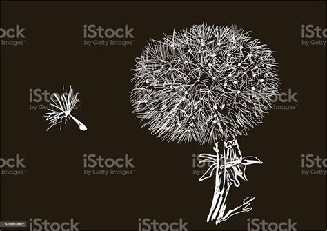 Dandelion Stock Illustration Download Image Now Biology Botany