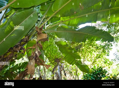 Abaca Plant Hi Res Stock Photography And Images Alamy