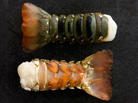 Australian Lobster Tails Wholesale Wholesale Frozen Lobster Tails