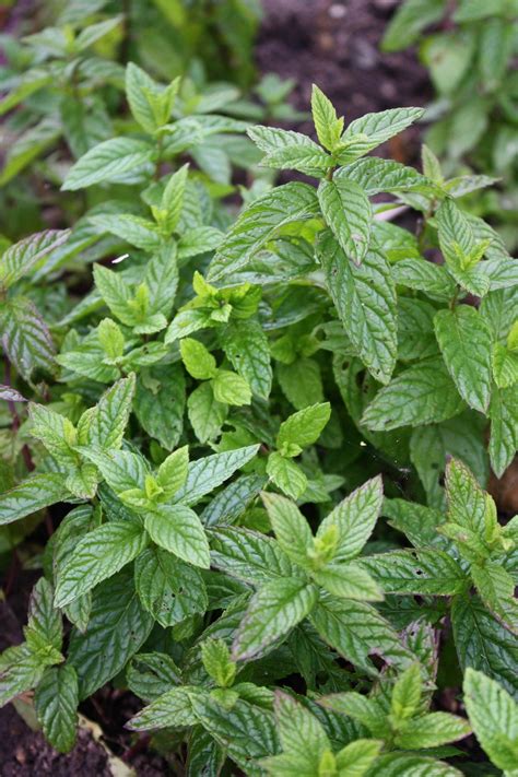 Mint Leaves Free Photo Download Freeimages