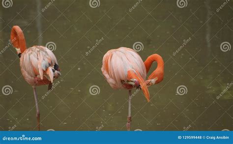 Pink Flamingo On A Lake Stock Photo Image Of Flamingos 129599448