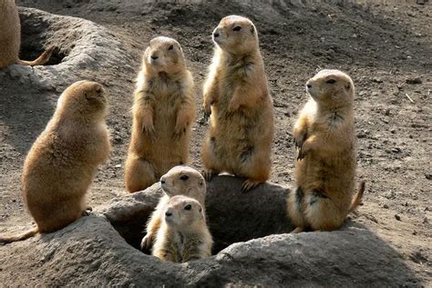 How To Get Rid Of Prairie Dogs In Your Backyard Fast 2024 Own The Yard