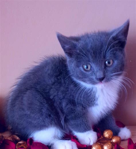 Bluepoint X Russian Blue Female Kitten For Sale