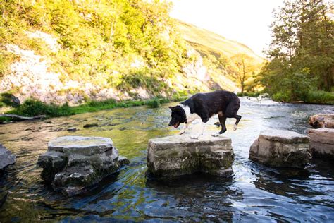 Check spelling or type a new query. Dog Friendly Lodges UK - 500+ Luxury Log Cabin Holidays