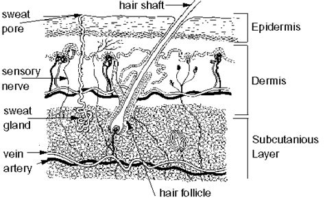 Download in under 30 seconds. Integumentary System