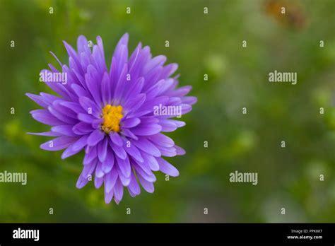Purple Aster Flower Stock Photo Alamy