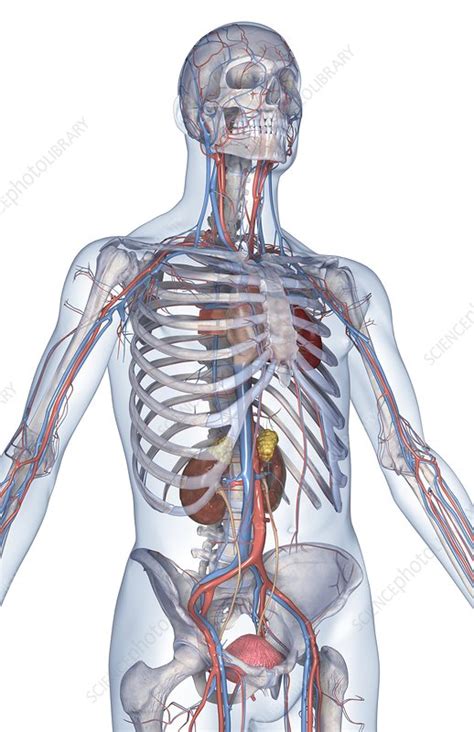 The vena cavaand pulmonary vein carry blood into the heart. The blood vessels of the upper body - Stock Image - C008 ...