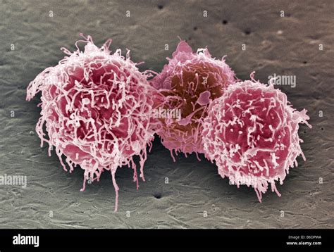 White Blood Cells Coloured Scanning Electron Micrograph Sem Of B