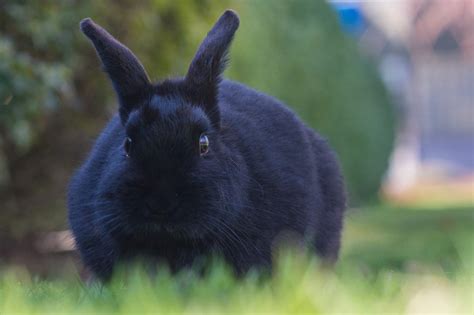 Rabbit Colors - The Y Guide