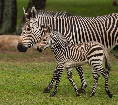 Photos Baby Zebra Born At Disneys Animal Kingdom Lodge Wdw News Today