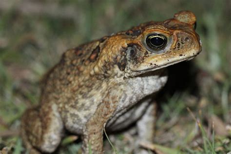 The Invasive Cane Toad Toad Australian Wildlife Invasive Species
